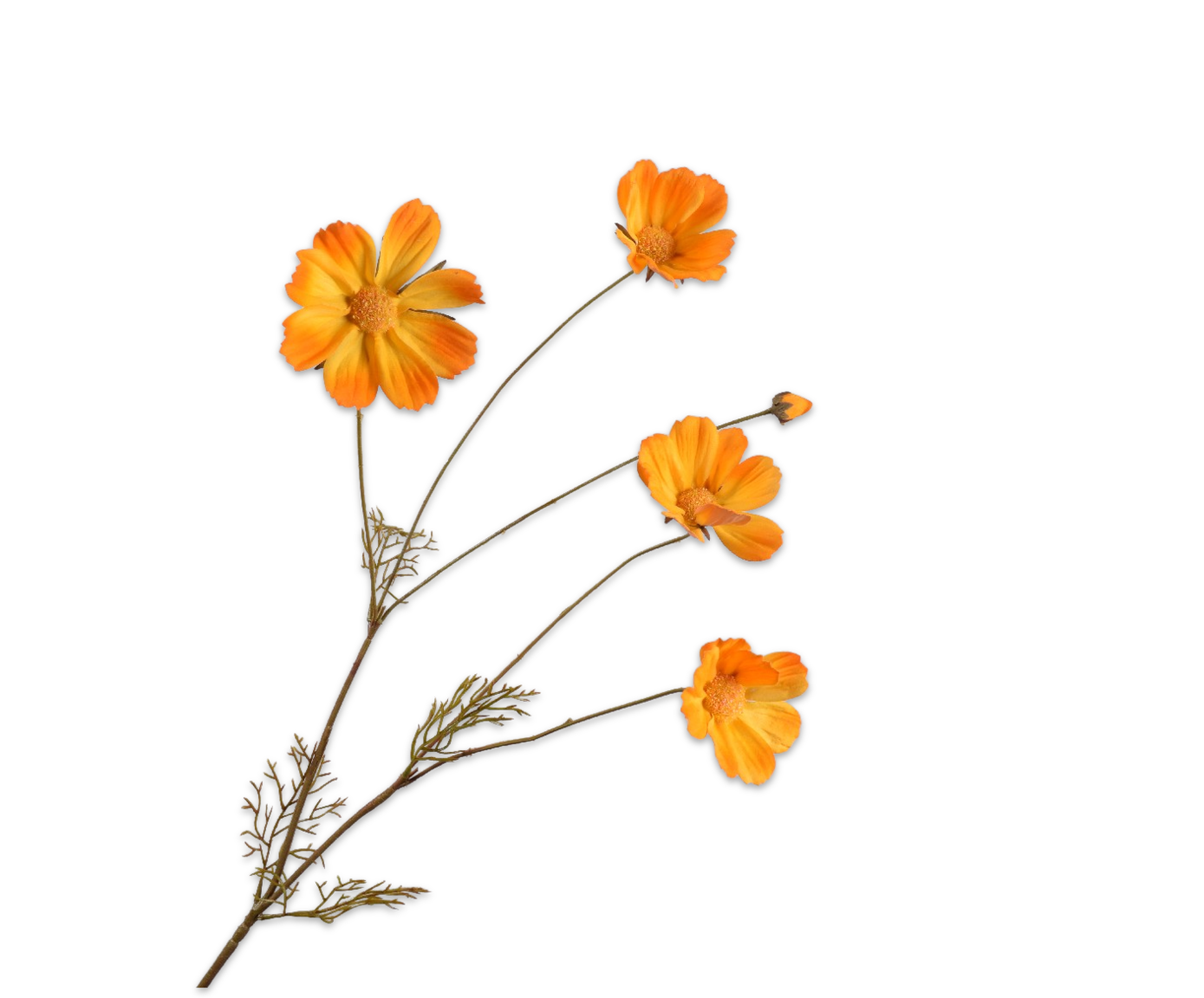 Cosmos ora LT 92cm Silk-ka