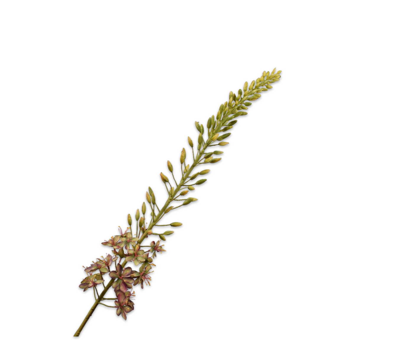 Eremurus steel brn/grn 107cm Silk-ka