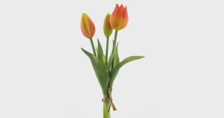 Tulpen bundel x3 oranje 25cm
