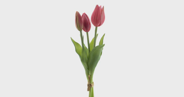 Tulpen bundel x3 beauty 25cm