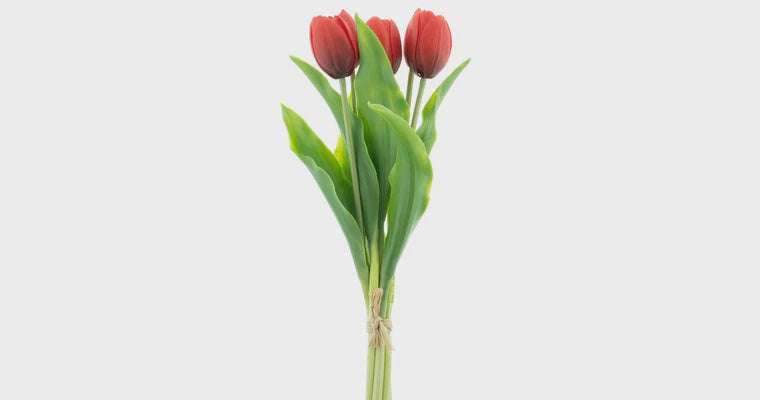 Tulpen bundel x5 rood 36cm