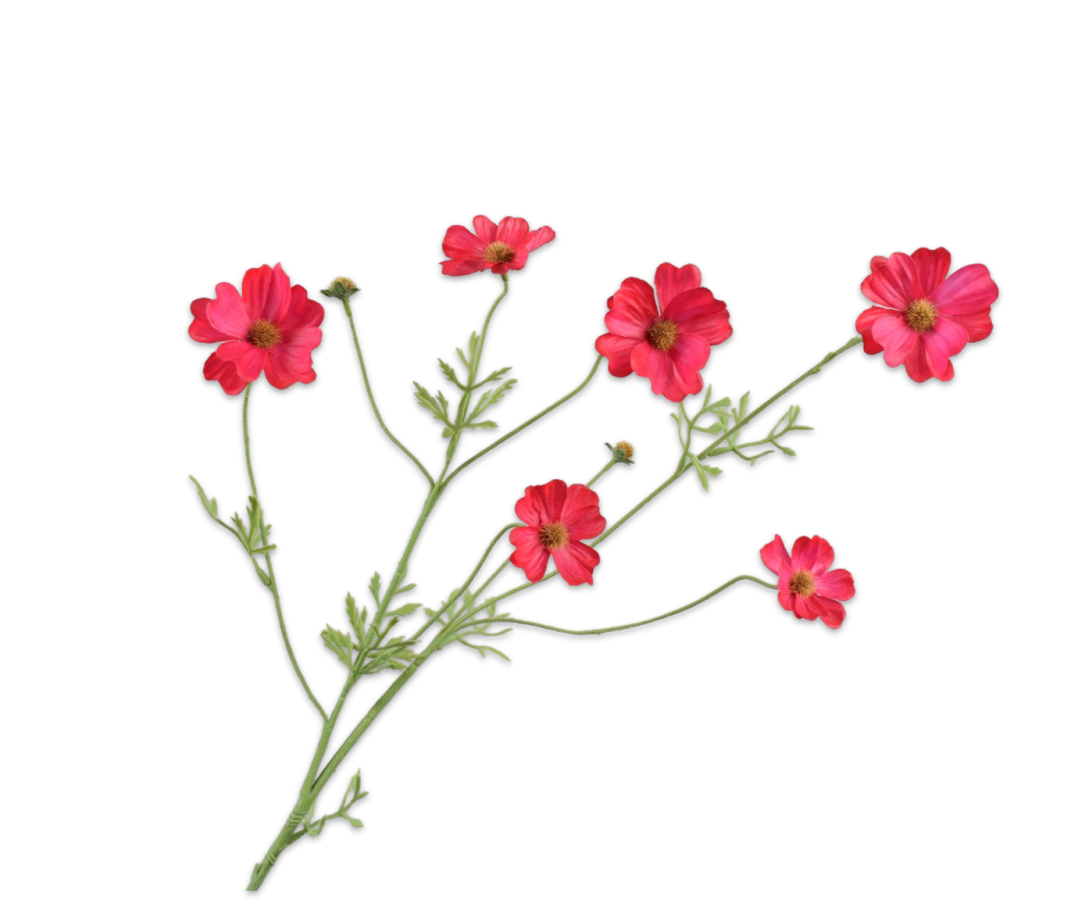 Cosmos tak Beauty rt 77cm