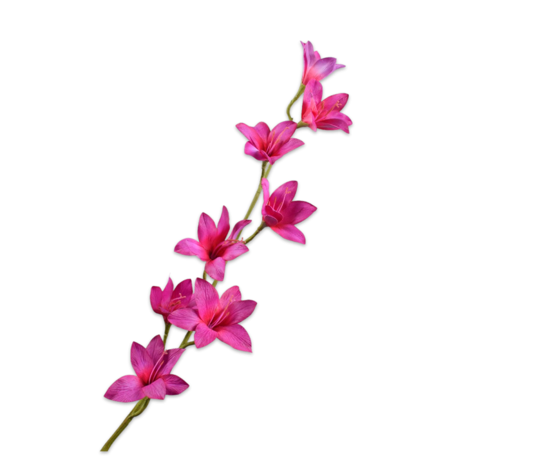 Gladiool tak beauty 94cm