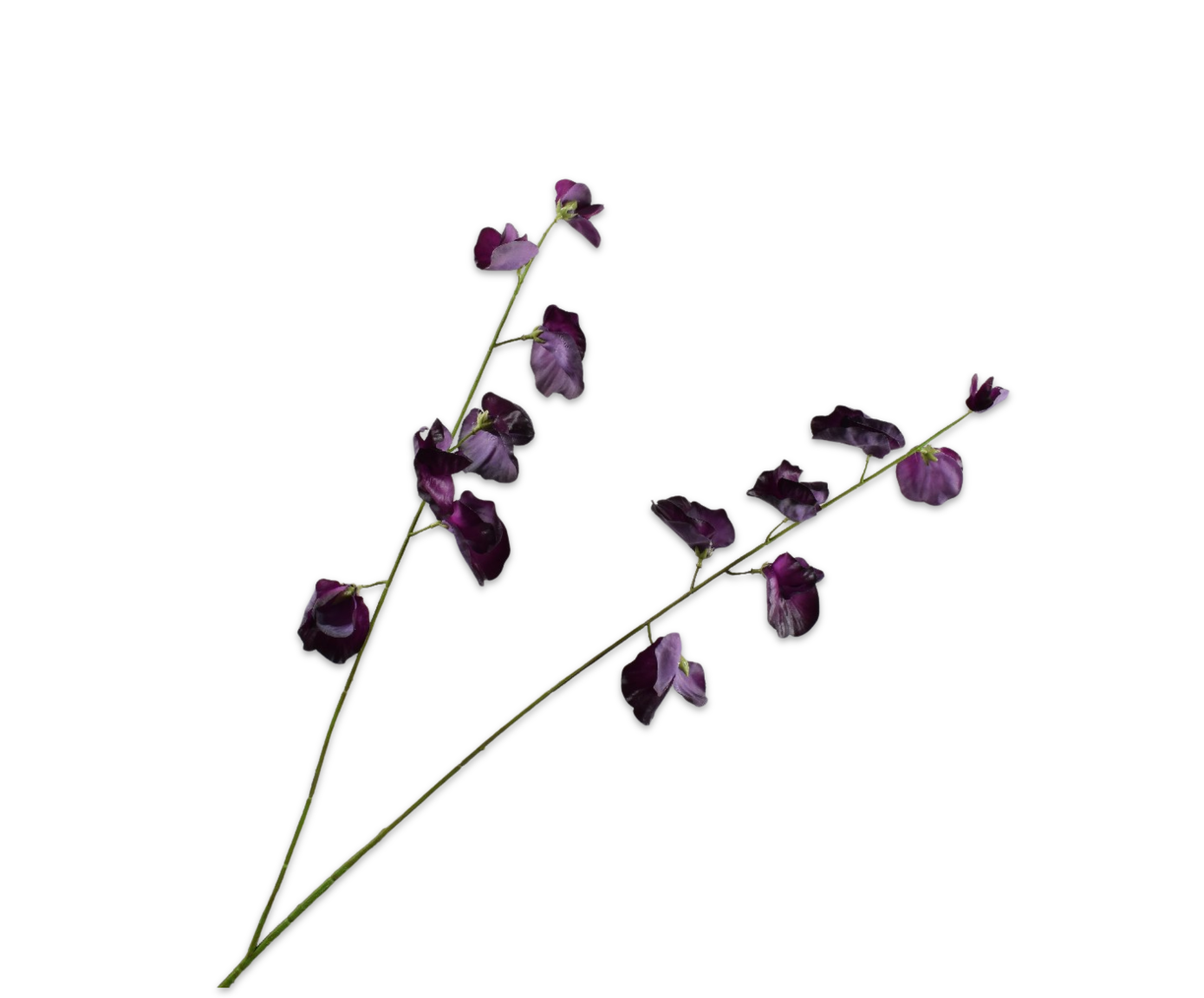 Lathyrus tak bordeaux Silk-ka 160130