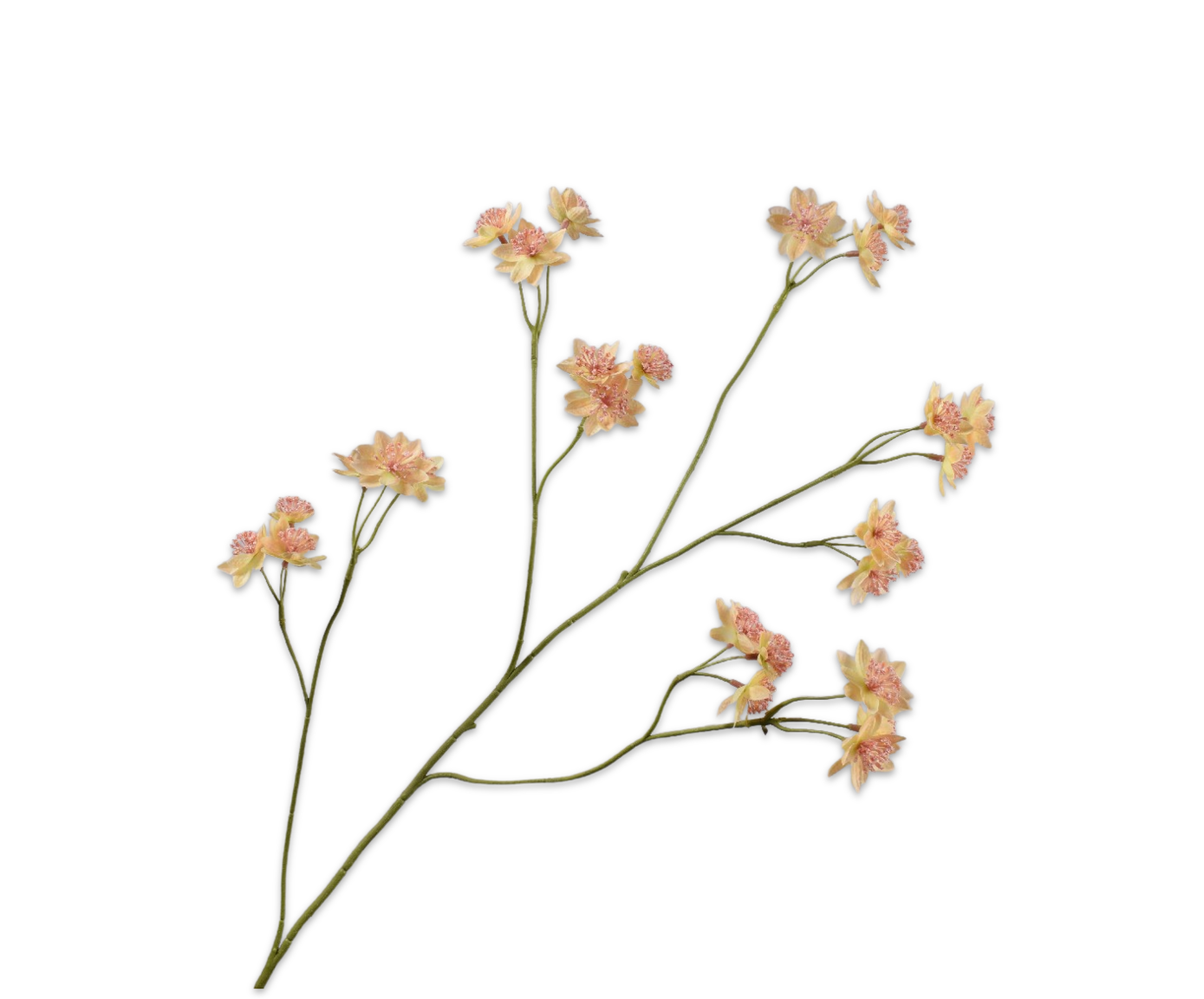 Astrantia tak perzik Silk-ka 160204