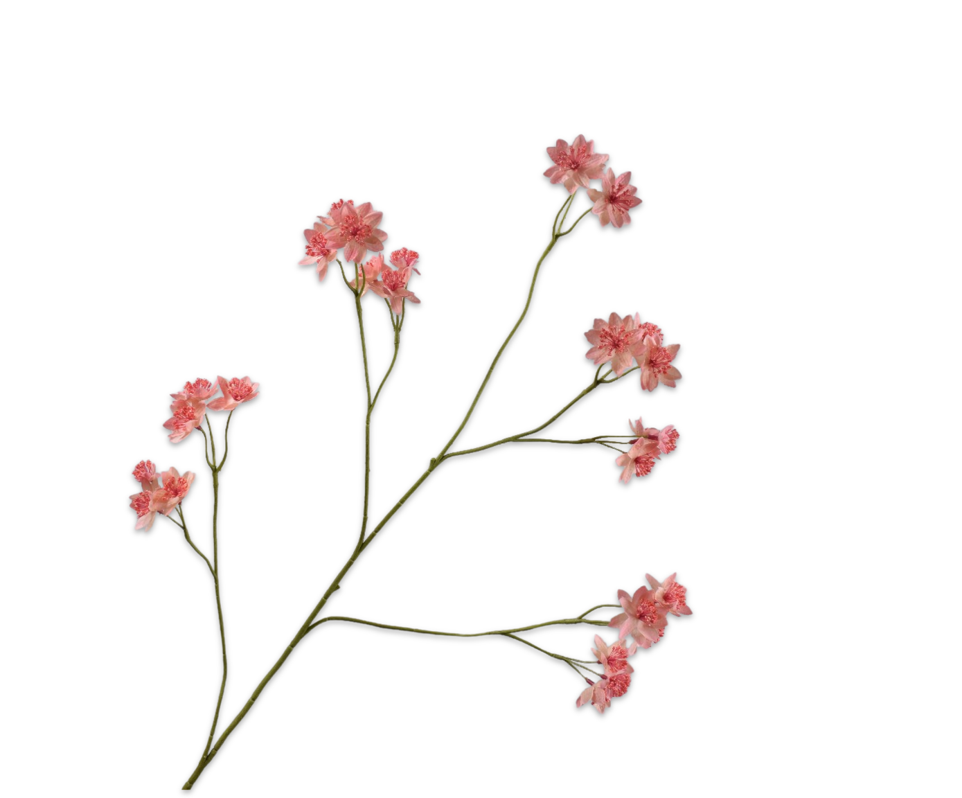 Astrantia tak roze Silk-ka 160205
