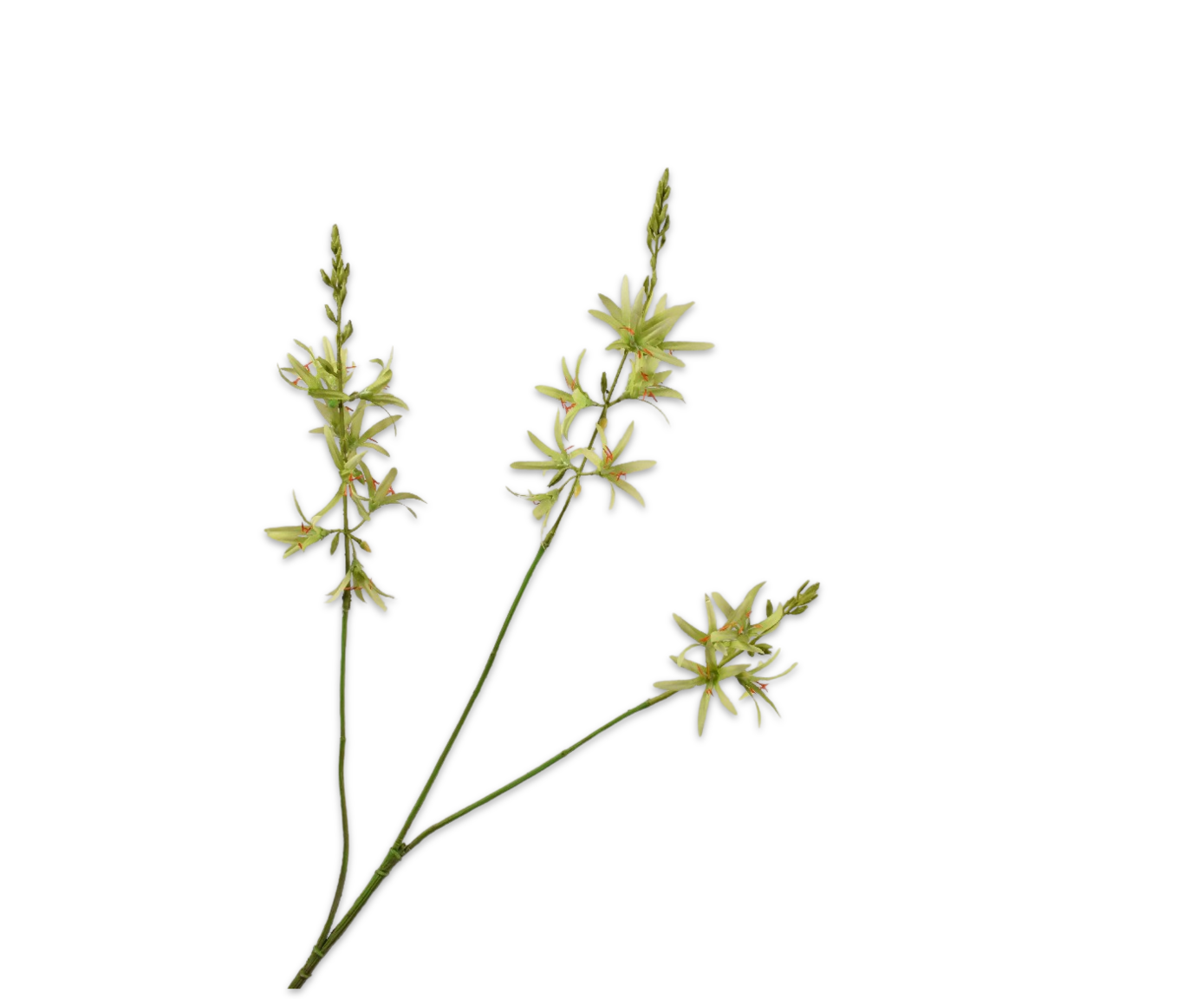 Crocosmia tak groen Silk-ka 160353