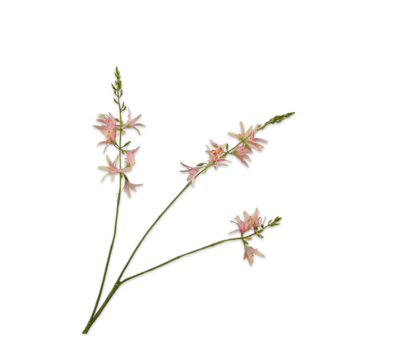 Crocosmia tak roze/groen Silk-ka 160354