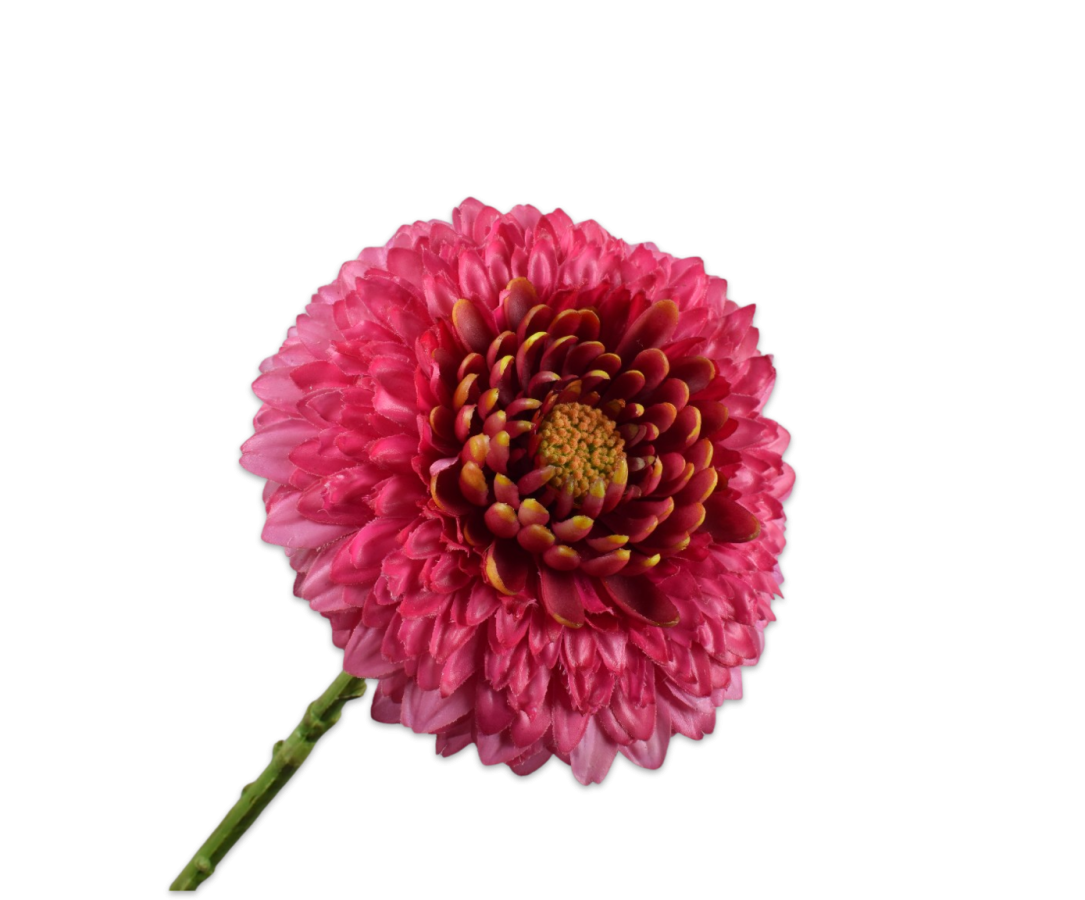 Gerbera steel Beauty rt 60cm
