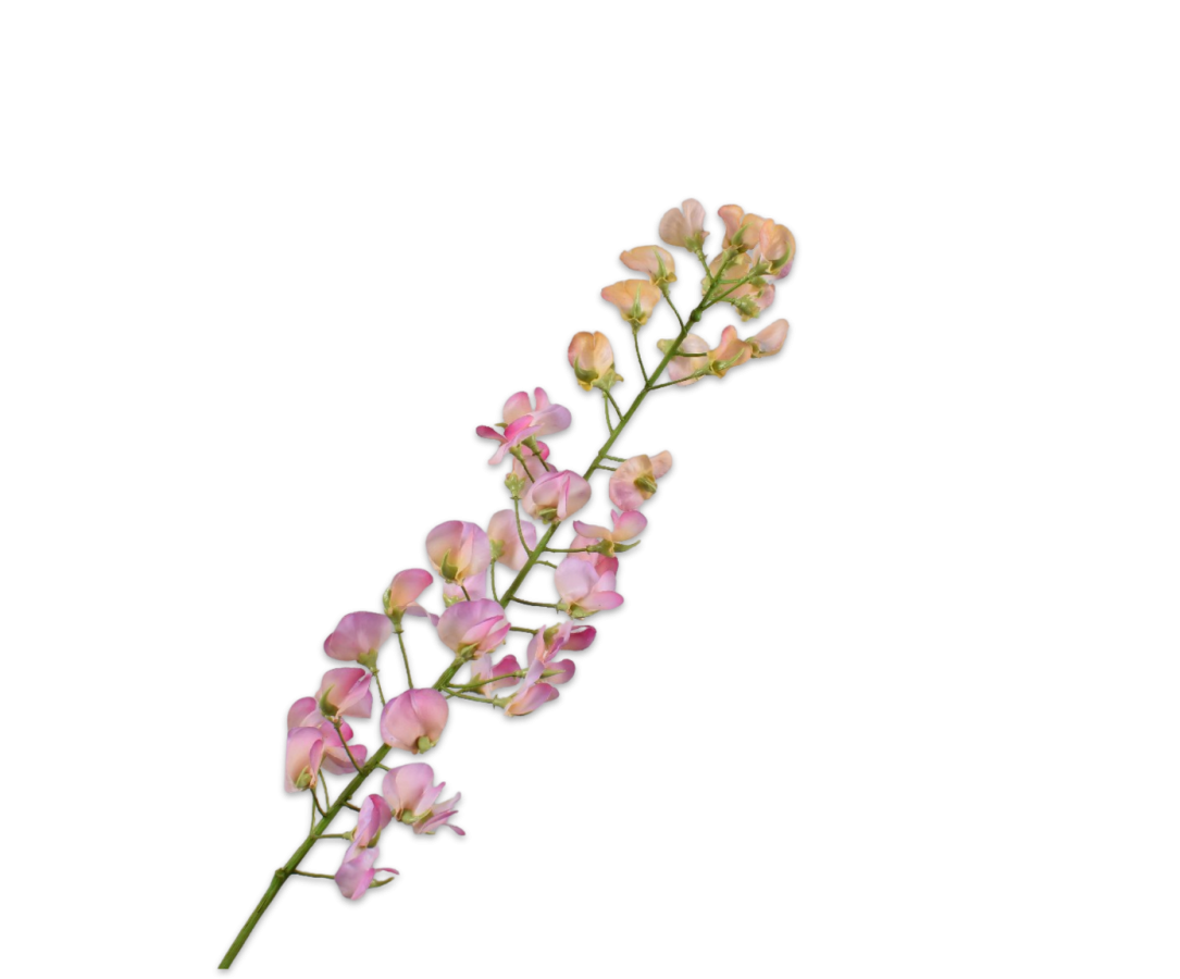 Lathyrus steel oranje/roze rt 86cm