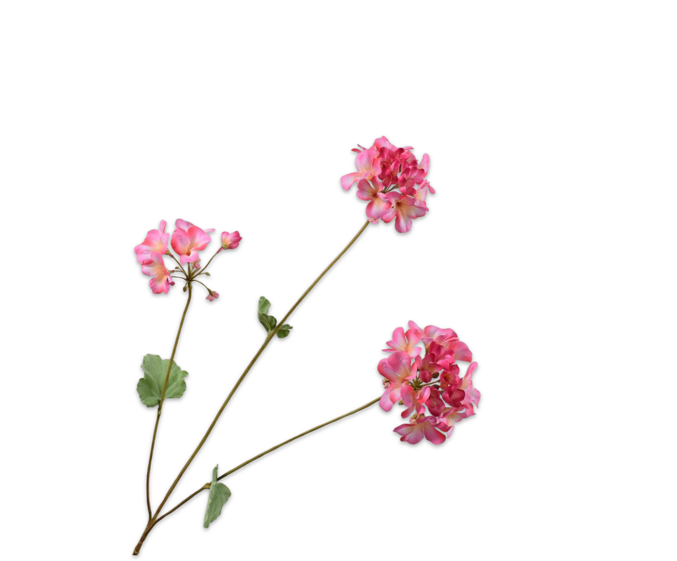 Geranium tak beauty Silk-ka 160617