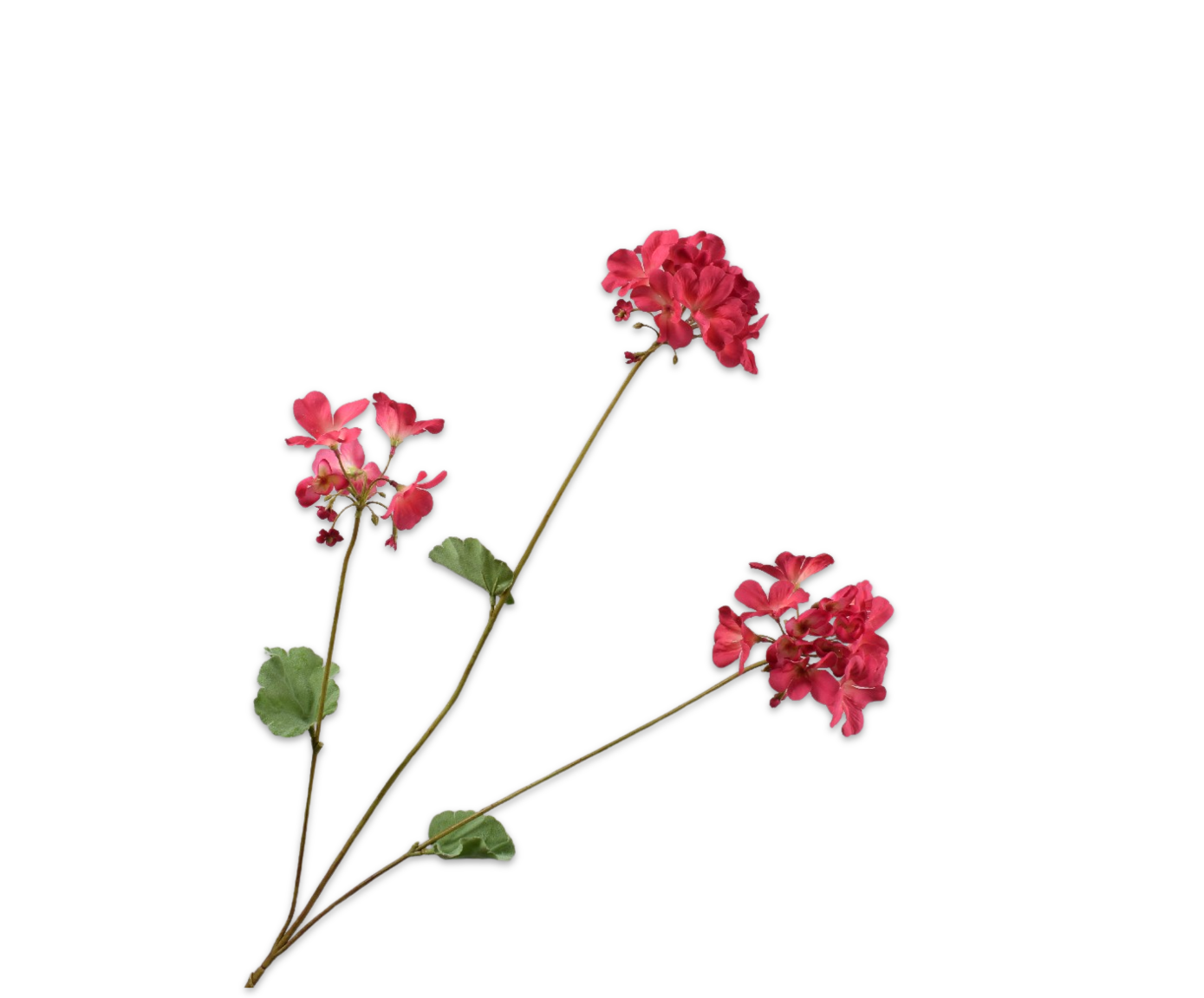 Geranium tak fuchsia Silk-ka 160618