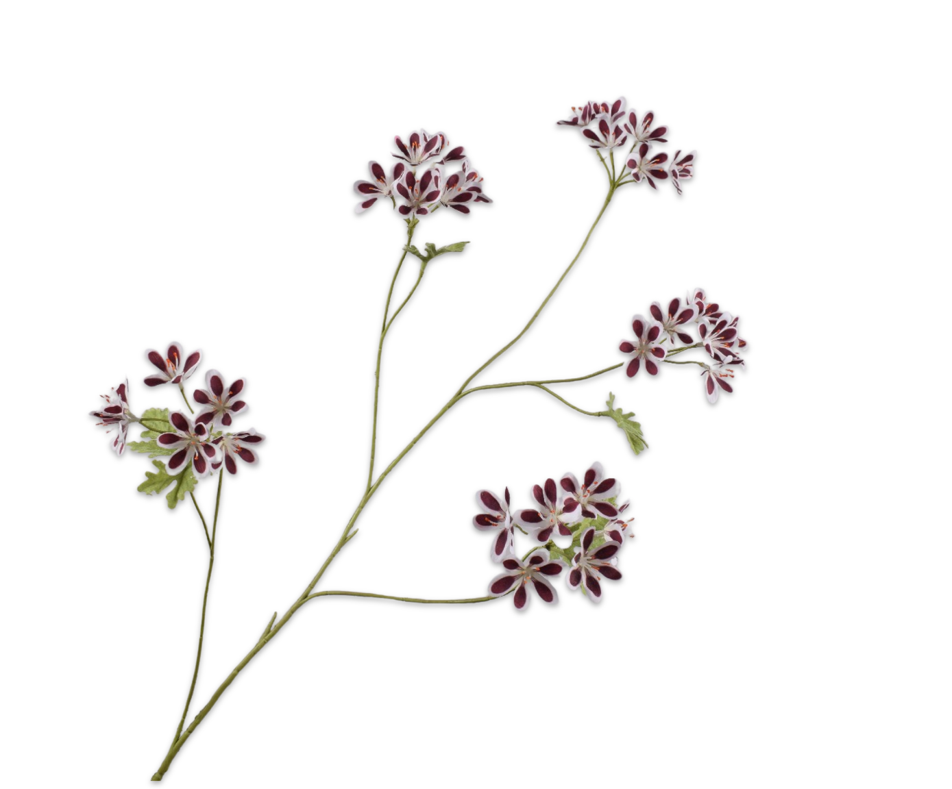 Geranium tak bor/wit Silk-ka 160645