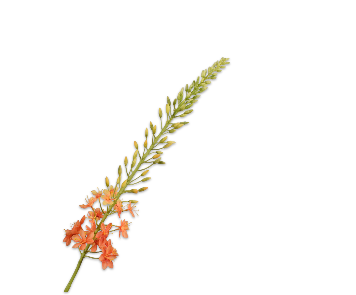 Eremurus steel oranje Silk-ka 160692
