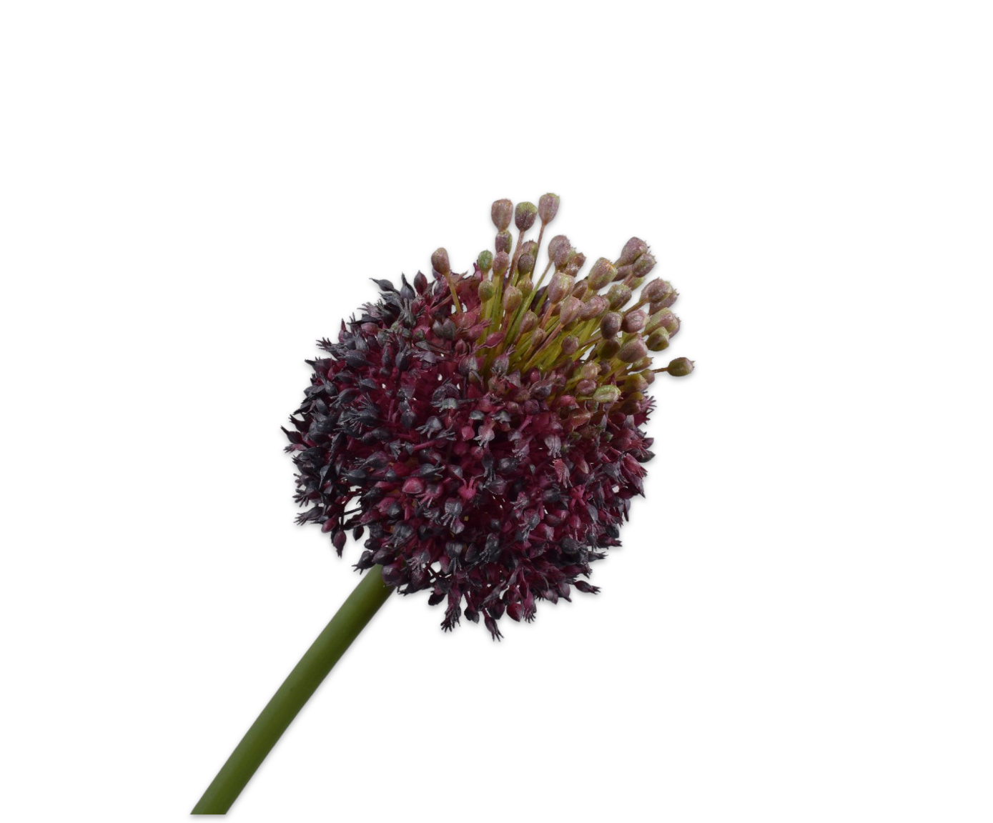 Distel steel paars/groen Silk-ka 162007