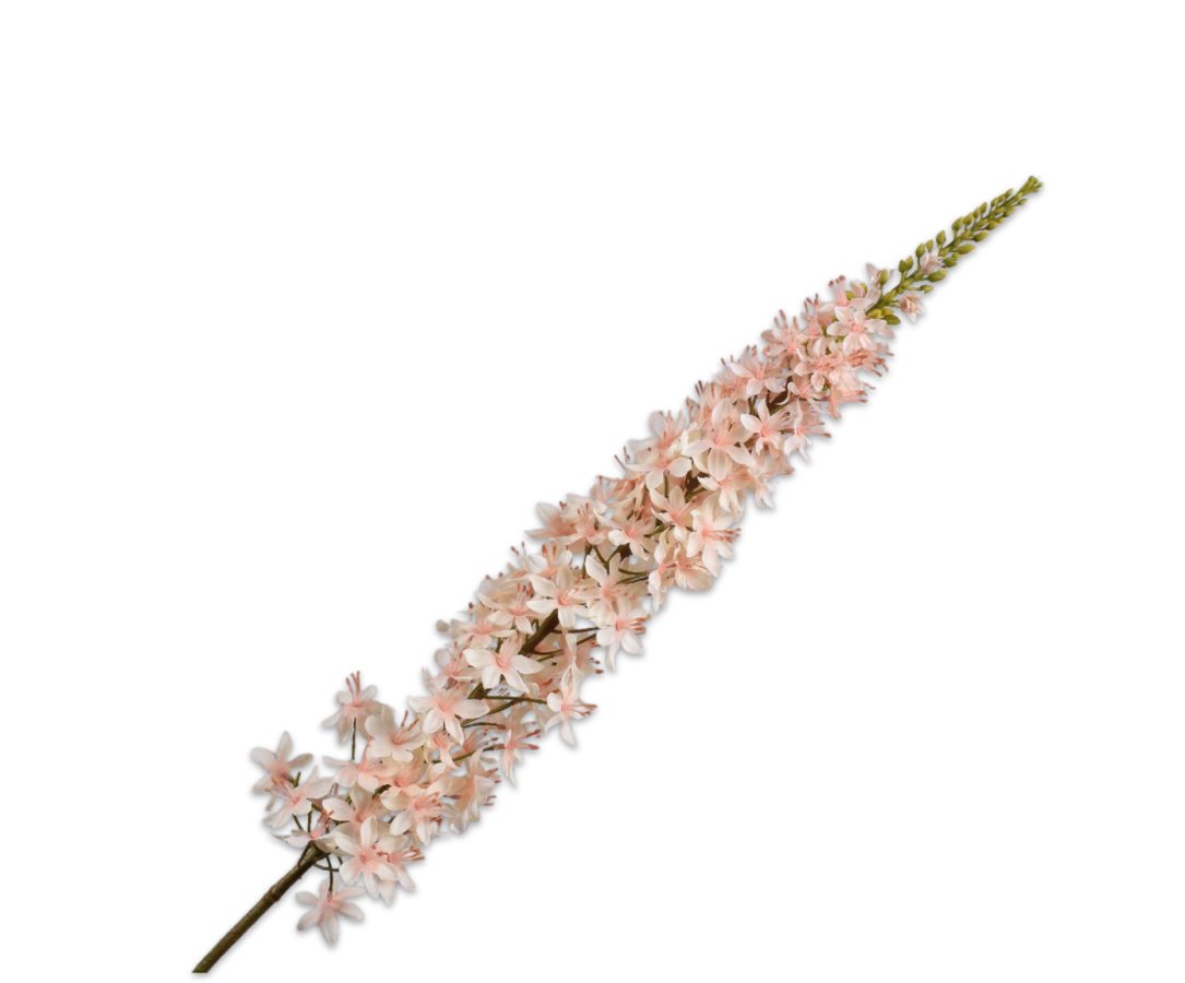 Eremurus steel perzik 109cm