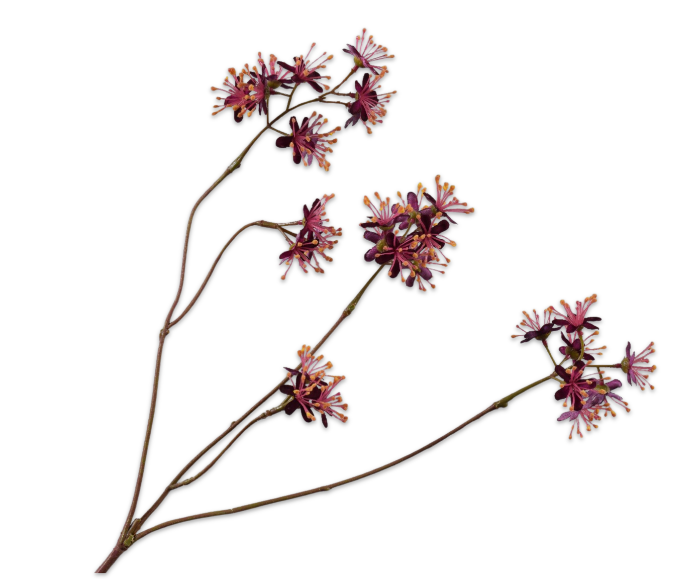 Capparis tak bordeaux 74cm