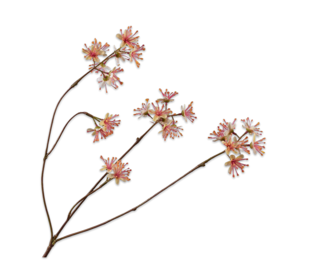 Capparis tak geel lt 74cm