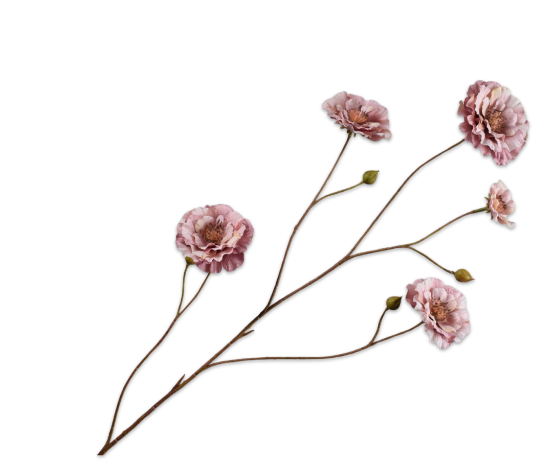 Ranonkel tak mauve
