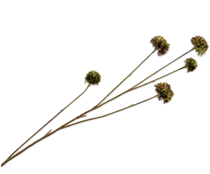Korenbloem tak bruin/groen 91cm