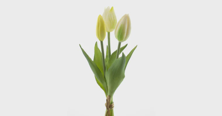 Tulpen bundel x3 cream 25cm