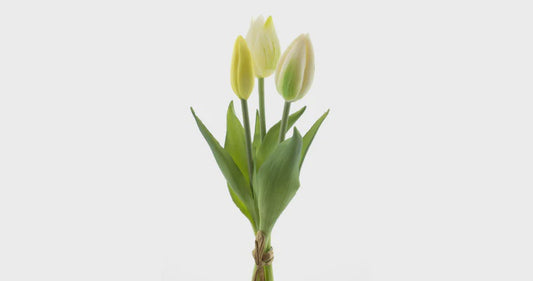 Tulpen bundel x3 cream 25cm
