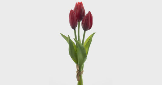 Tulpen bundel x3 rood 25cm