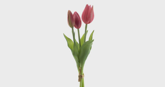 Tulpen bundel x3 beauty 25cm