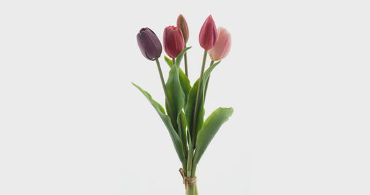 Tulpen bundel x5 paars/beauty combi 36cm