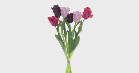 Papegaai tulpen bundel x6 aubergine/mauve/roze 36cm