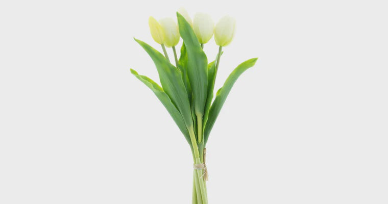 Tulpen bundel x5 cream 36cm