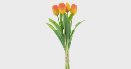Tulpen bundel x5 oranje 36cm