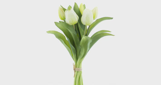 Tulpen bundel x7 cream 31cm