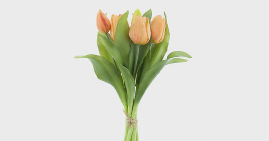 Tulpen bundel x7 peach 31cm