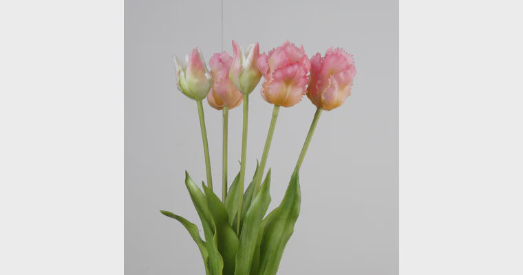 Papegaai tulpen bundel x5 50cm roze
