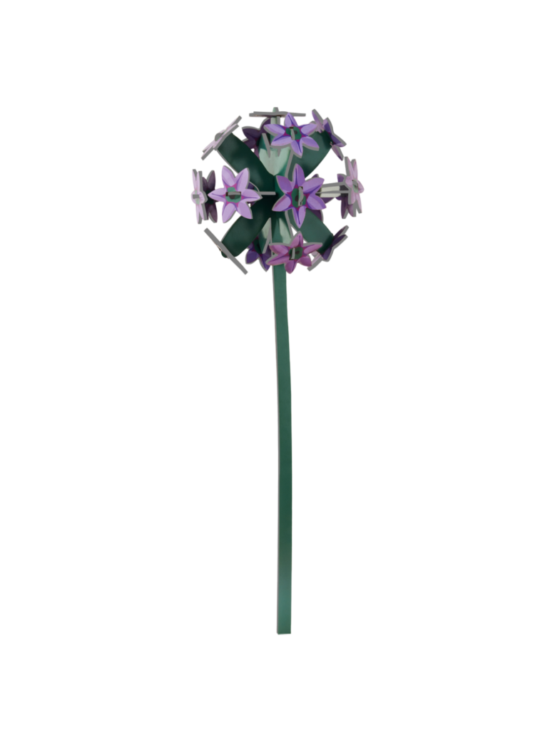 Allium