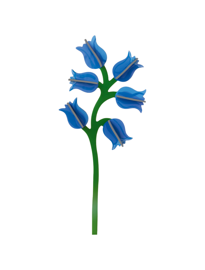 Campanula