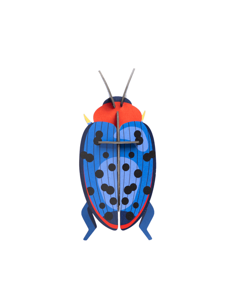 Fungus Beetle