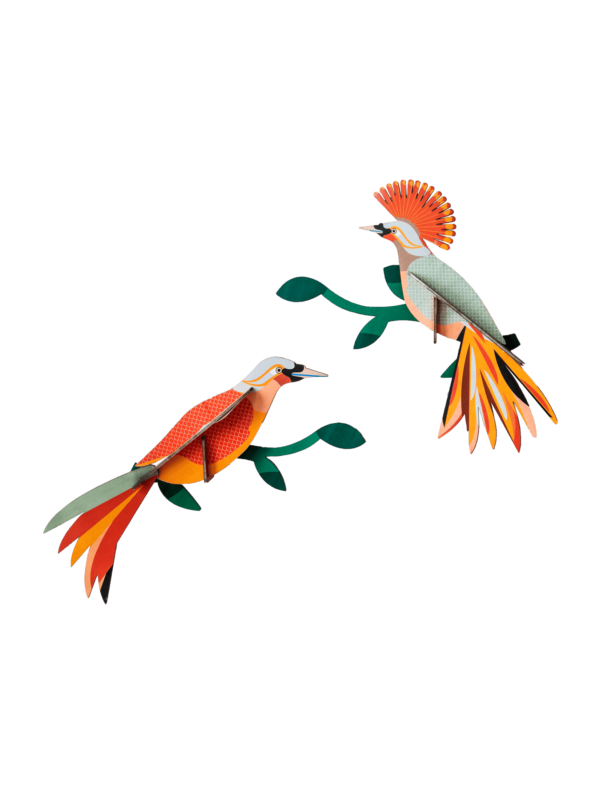 Paradise bird Obi